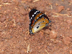 Danaus chrysippus alcippus