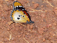 Danaus chrysippus alcippus