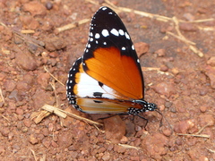 Danaus chrysippus alcippus