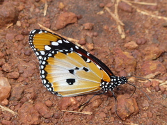 Danaus chrysippus alcippus