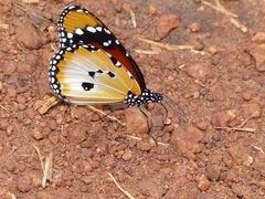 Danaus chrysippus alcippus