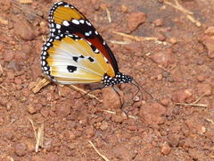 Danaus chrysippus alcippus