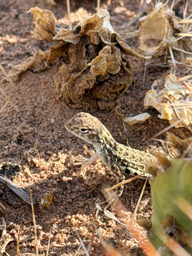 Western Earless Lizard