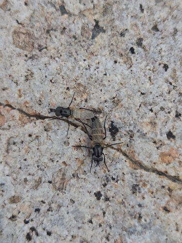 iNaturalist observation photo of Flies