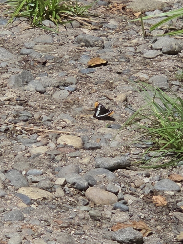 iNaturalist observation photo of Lorquin's Admiral