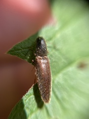 Athous haemorrhoidalis