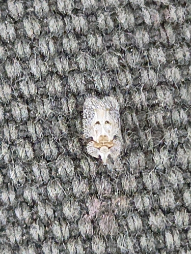 iNaturalist observation photo of Corythucha