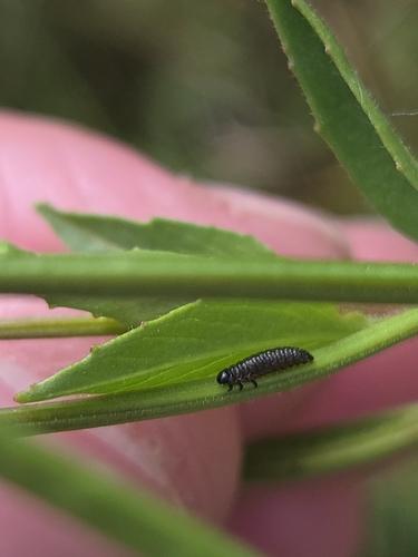 iNaturalist observation photo of Cucujiform Beetles