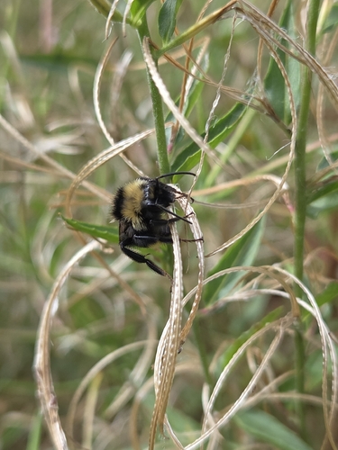 iNaturalist observation photo of Bumble Bees