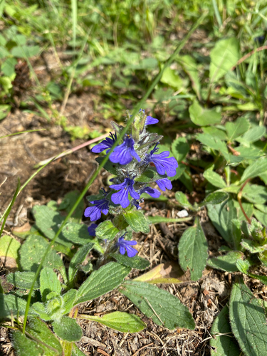 Ajuga genevensis, photograph 3
