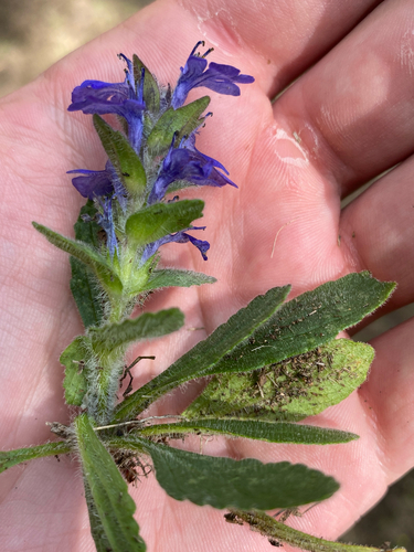 Ajuga genevensis, photograph 4