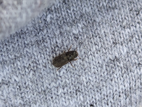 iNaturalist observation photo of Bark and Ambrosia Beetles