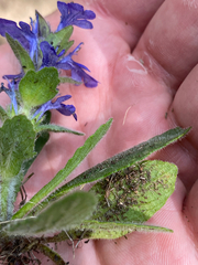 Ajuga genevensis, photograph (c) Quinten Wiegersma, some rights reserved (CC BY)