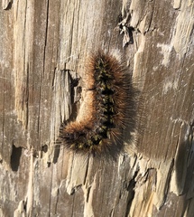 Lophocampa argentata