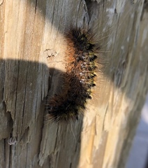 Lophocampa argentata