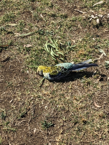 Pale-headed Rosella