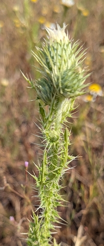 Broad-winged Thistle