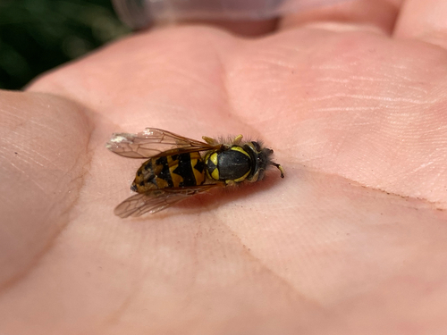 Vespula pensylvanica, 2026-08-13