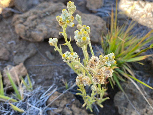 Pseudognaphalium sandwicensium observed 2026-08-13