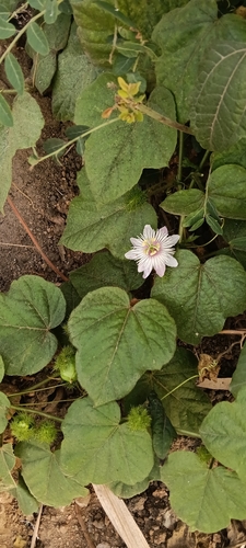 Orangefruit Passionflower