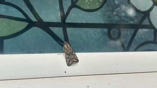 Alfalfa Webworm Moth