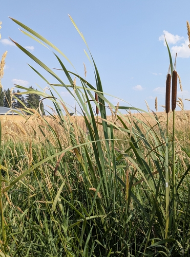 broadleaf cattail