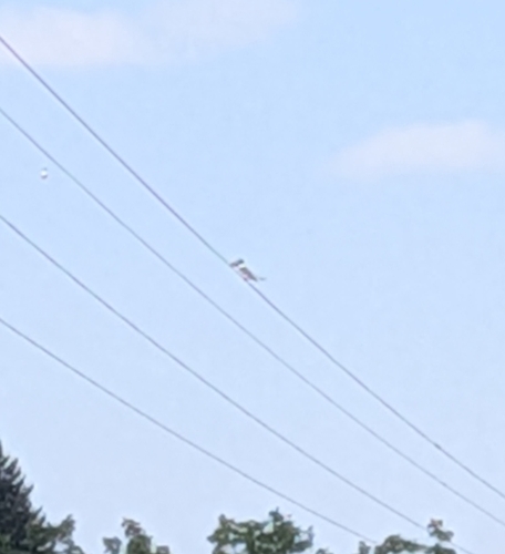 Belted Kingfisher