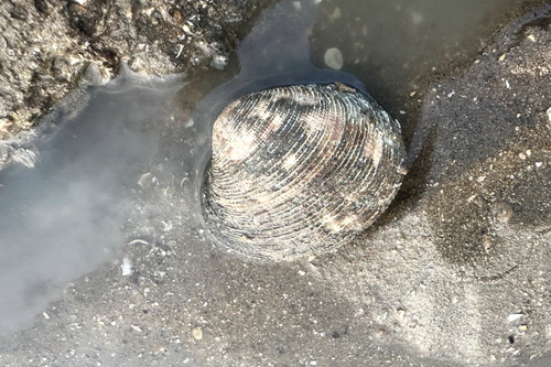 Antigona chemnitzii observed 2026-08-13