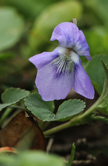Viola canina