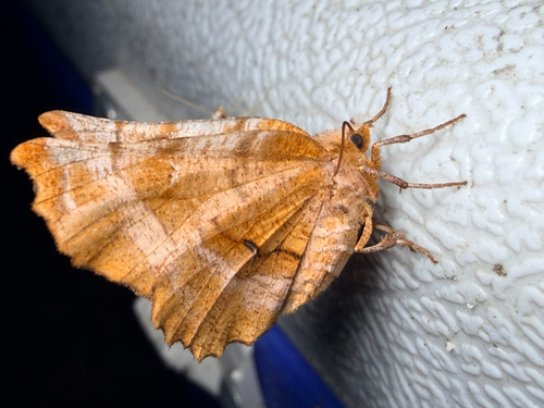 Kent's Geometer Moth (Selenia kentaria)