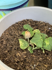 Coprinellus micaceus