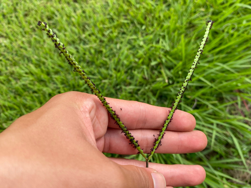 Paspalum notatum observed 2026-08-13