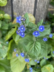 Pentaglottis sempervirens