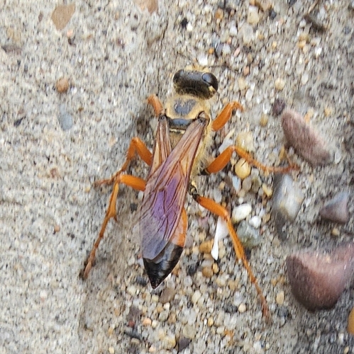 Great Golden Digger Wasp
