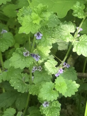 Glechoma hederacea