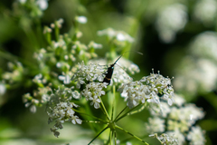 Adela australis