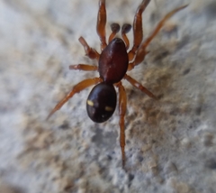 Asagena americana