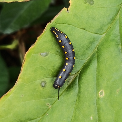 White-banded Hunter Hawkmoth