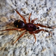 Asagena americana