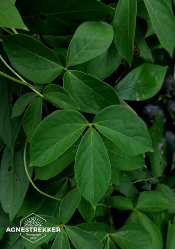 Dioscorea pentaphylla observed 2026-08-13