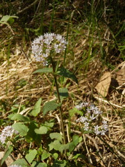 Valeriana montana