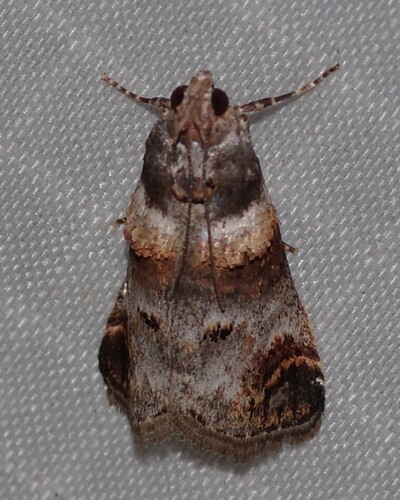 Orange-tufted Oneida Moth photo 3