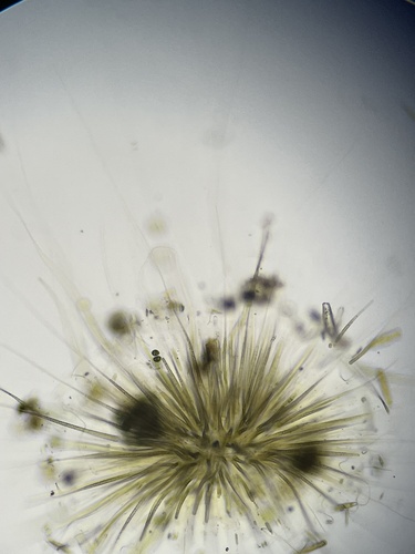 Gloeotrichia echinulata, 2026-08-13