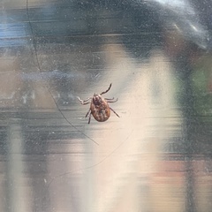 Dermacentor occidentalis