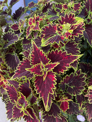 Coleus