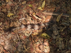 Bassariscus sumichrasti
