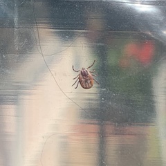 Dermacentor occidentalis