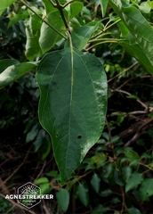 Gmelina chinensis