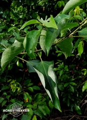 Gmelina chinensis, photograph author not stated, no rights reserved