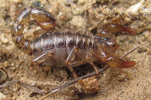 Superstition Mountains Scorpion